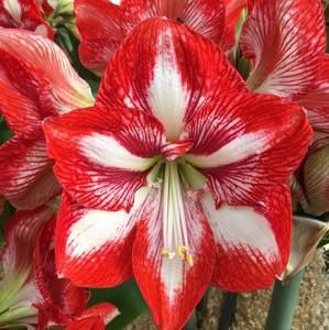 Meet your Posher, Roxanne